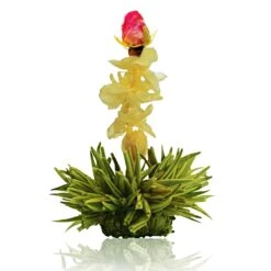 36er Pack ErblühTee Grüner Tee Fruity Flavor -Küchenzubehör creano 36er pack erbluhtee gruner tee fruity flavor 9