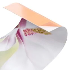 Küchenrückwand - Zarte Magnolienblüte In Creme-Beige -Küchenzubehör wallart kuchenruckwand zarte magnolienblute in creme beige 5